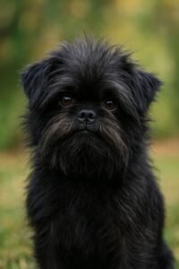Affenpinscher – mały pies z wielką osobowością!