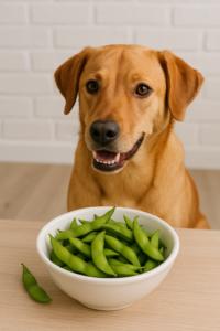 Czy psy mogą jeść edamame?