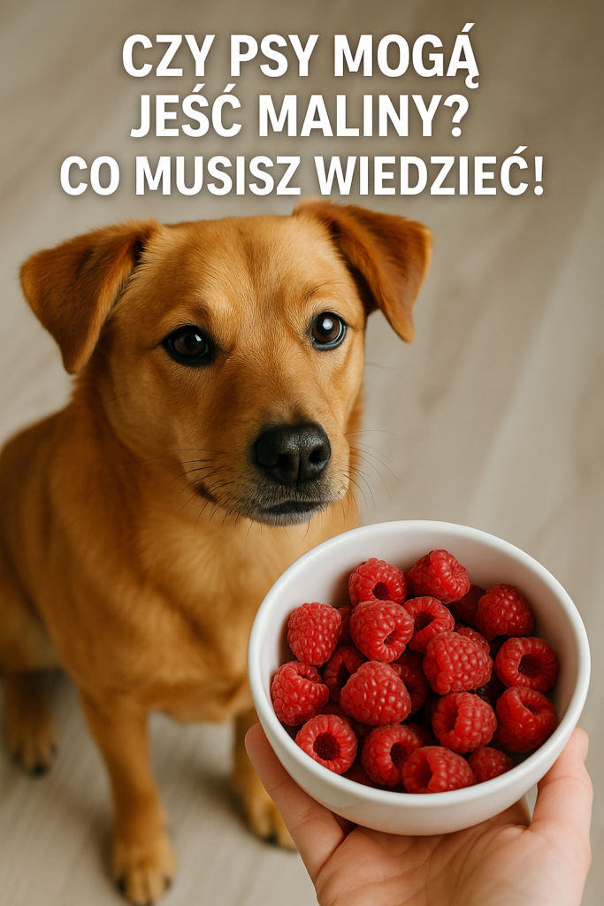 Czy psy mogą jeść maliny? Co musisz wiedzieć!