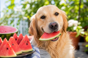 Czy psy mogą jeść arbuza? Słodka letnia przekąska z wielkimi korzyściami!